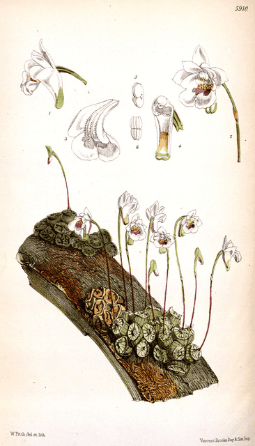 Conchidium (Eria) extinctorium