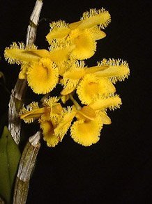 Dendrobium harveyanum "Big"