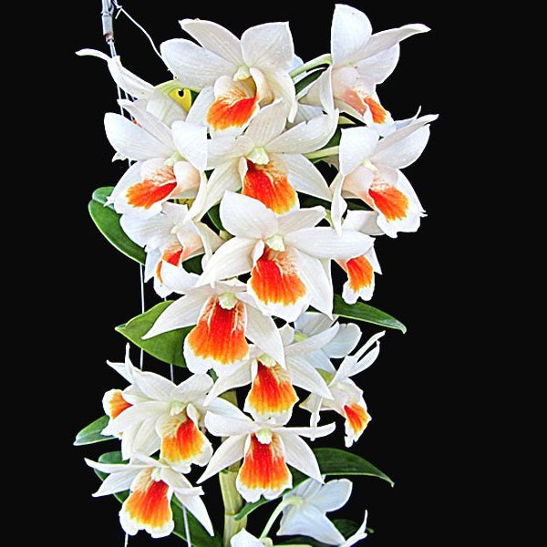 dendrobium_rungkamol_1_600x600
