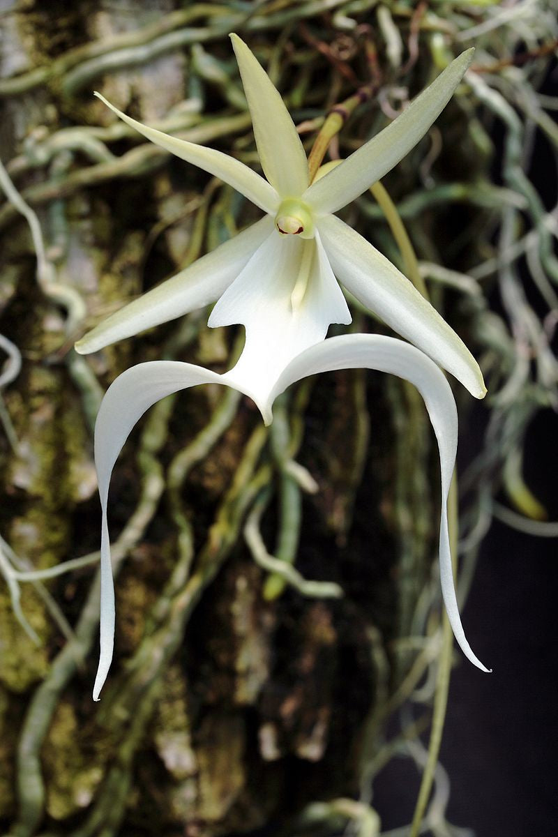 Dendrophylax lindenii (the ghost orchid) 2 plants
