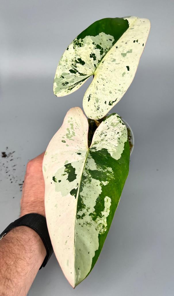 Philodendron ilsemanii (2 Leaves) Highly Variegated