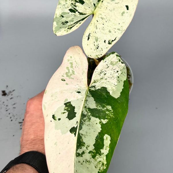Philodendron ilsemanii (2 Leaves) Highly Variegated