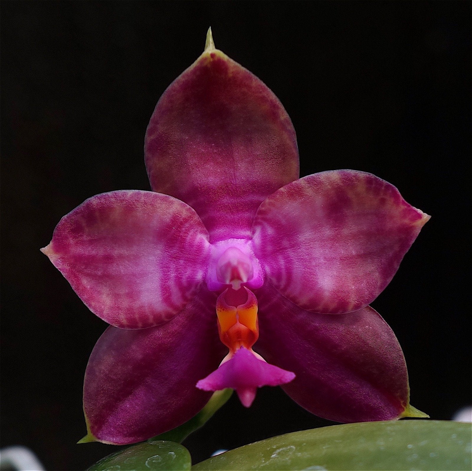 Phalaenopsis Miro Super Star "MO198"
