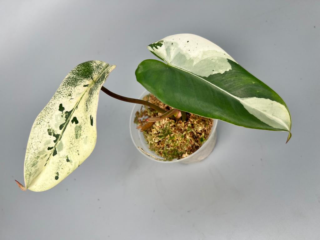 Philodendron ilsemanii (2 Leaves) Highly Variegated