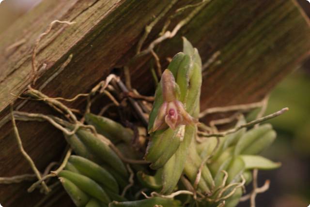 Epidendrum schlechterianum