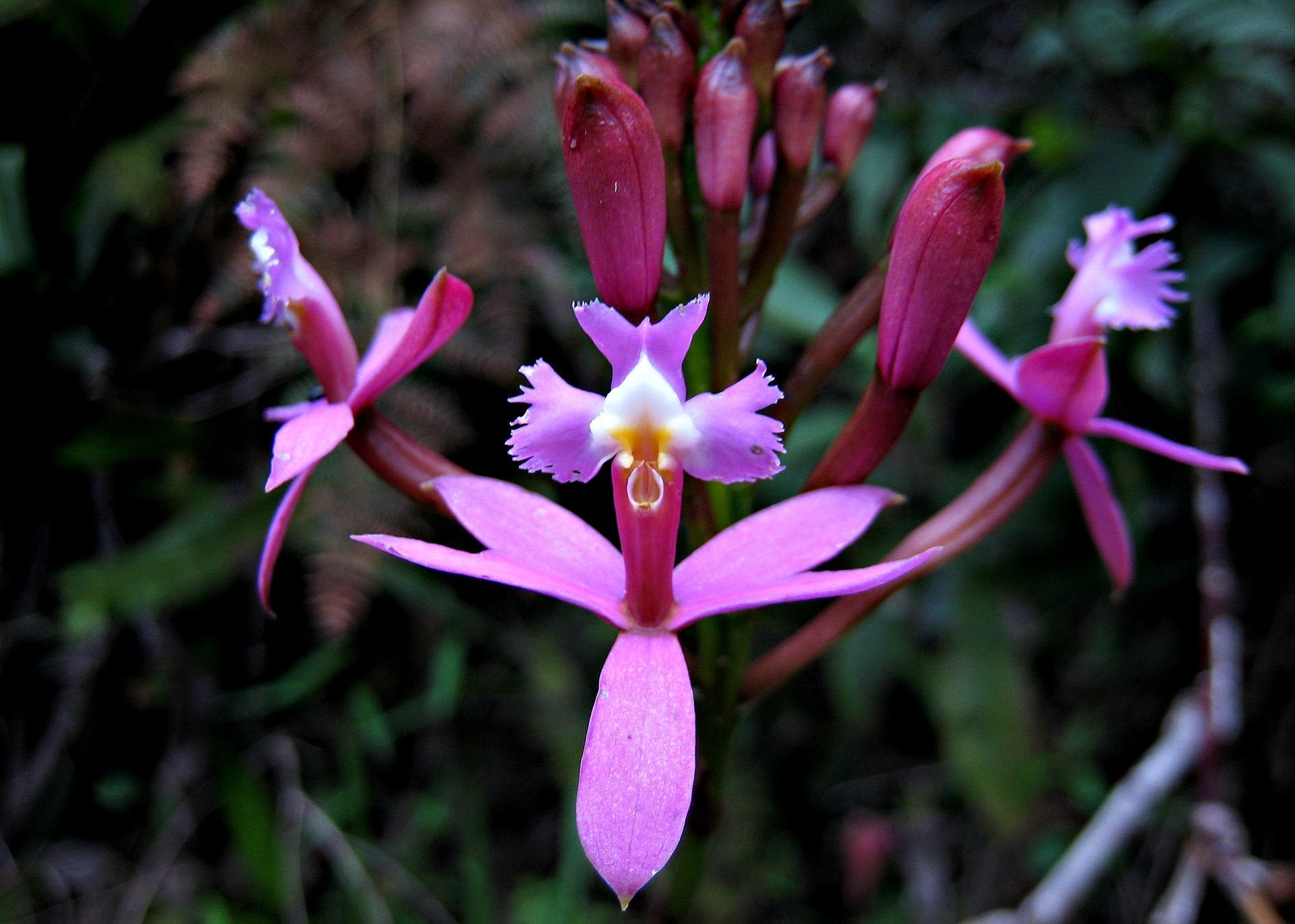 Epidendrum secundum var. variegata