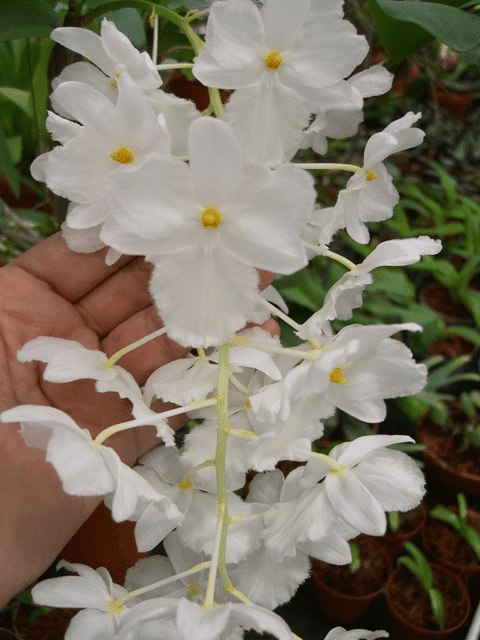 Dendrobium farmeri alba sp. vietnam "Big Plant"