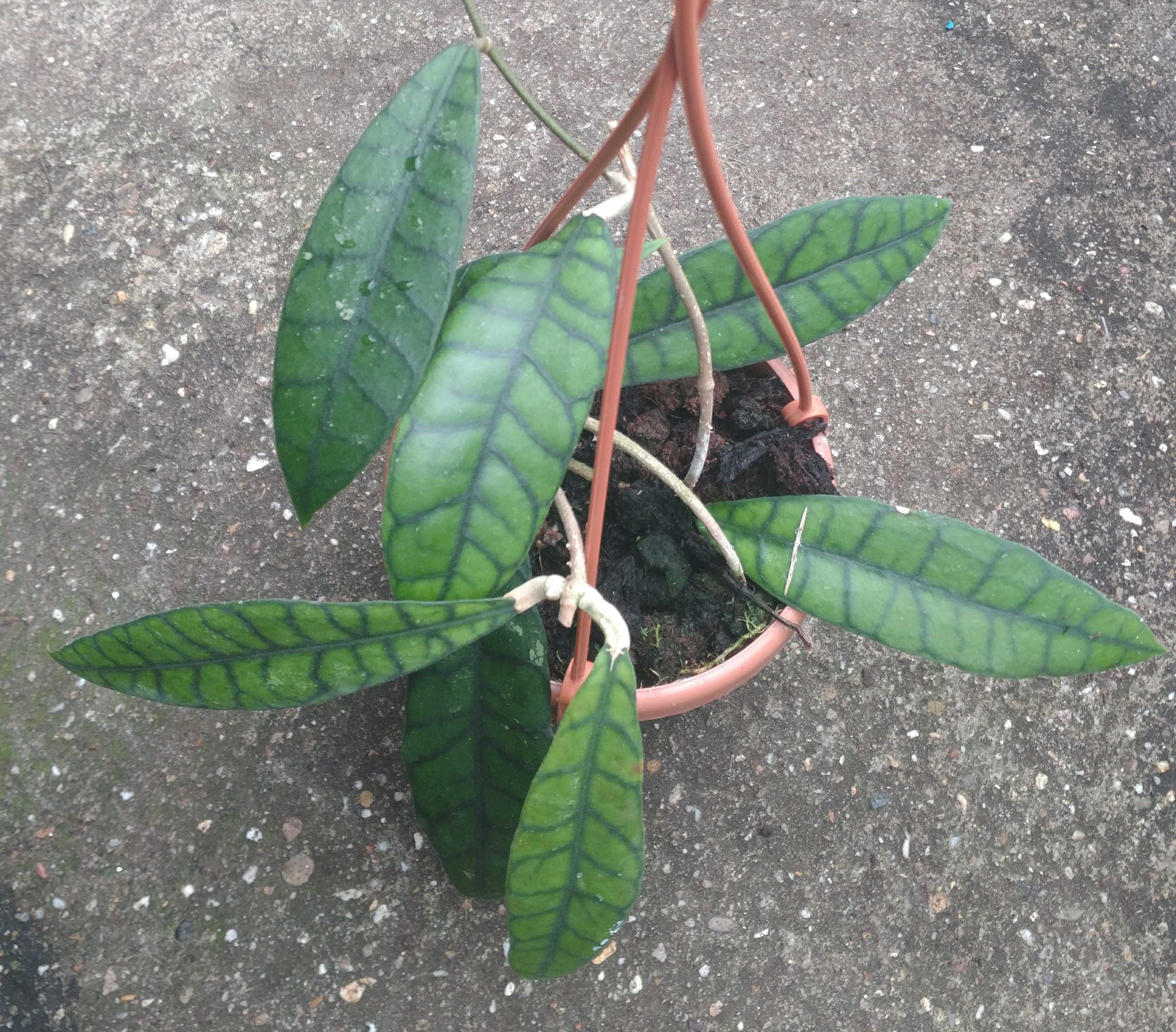 Hoya callistophylla ''Big Plant''