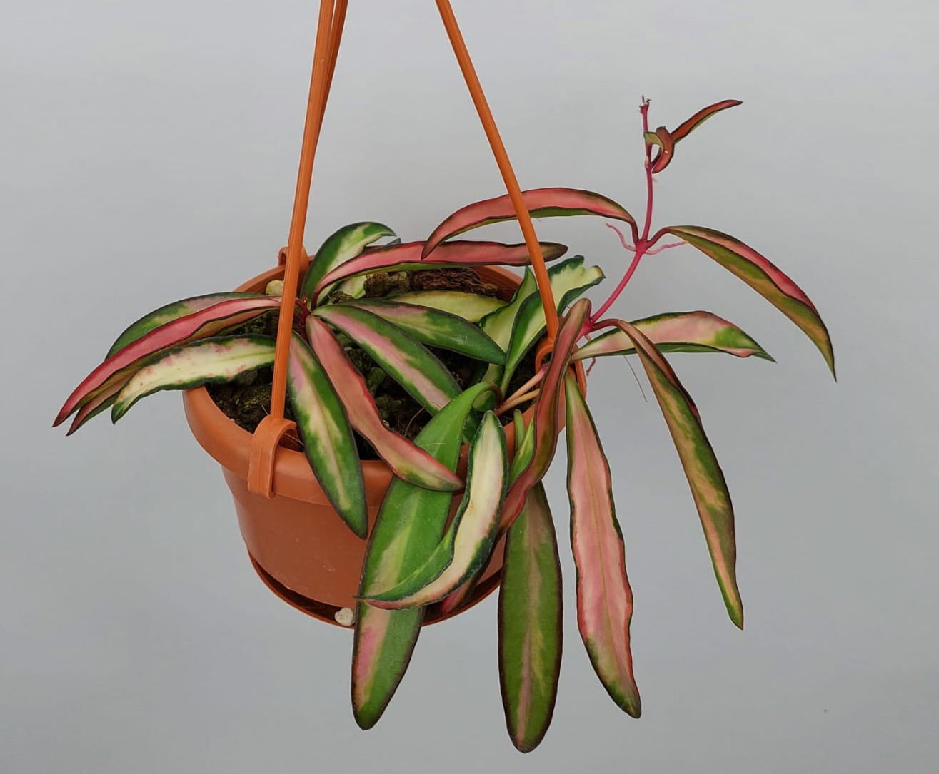 Hoya wayetii (kentiana) variegata ''Big Plant''