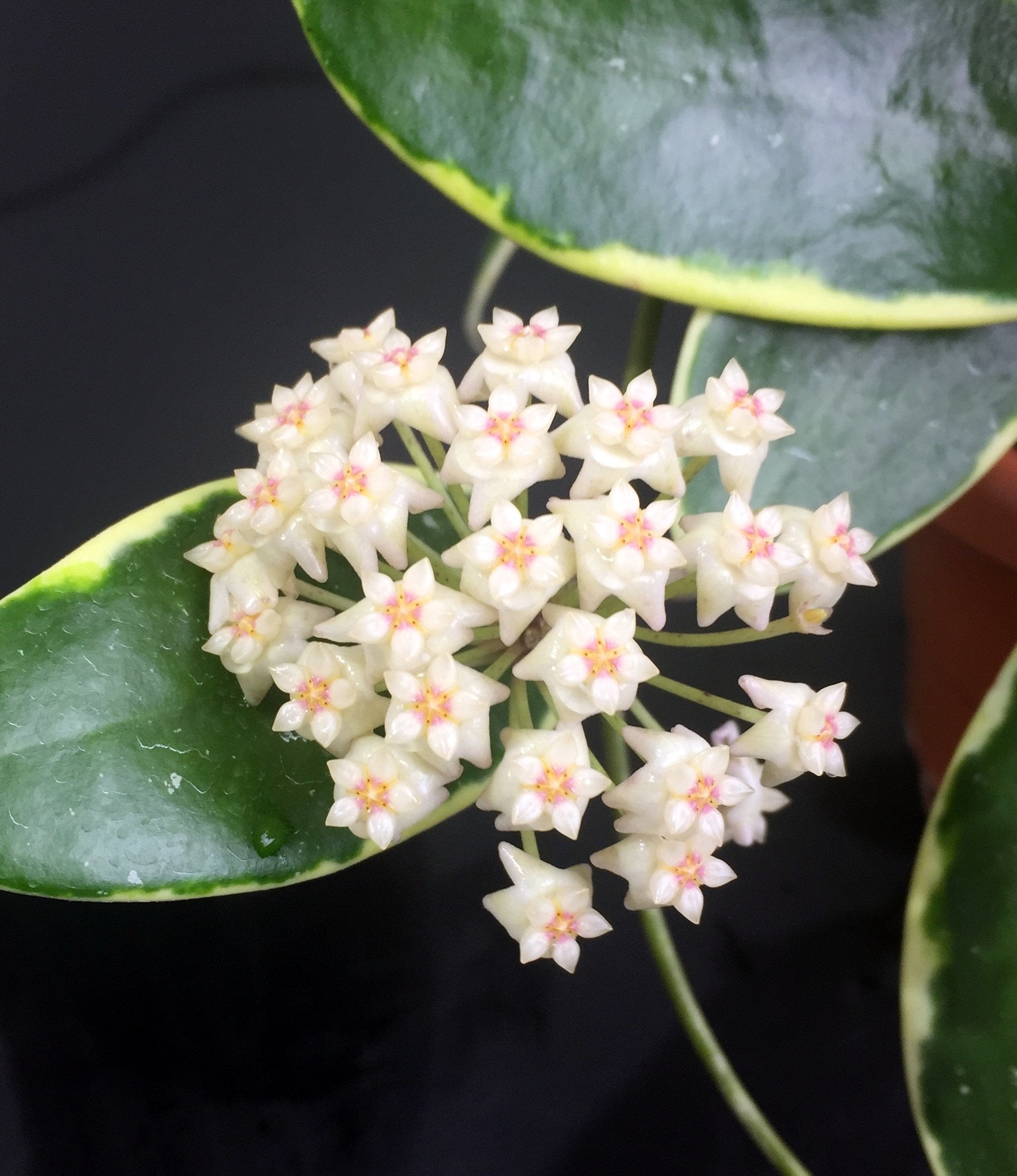 Hoya verticillata "Margin Variegata White-Red Fragrats'' "Big Plant"
