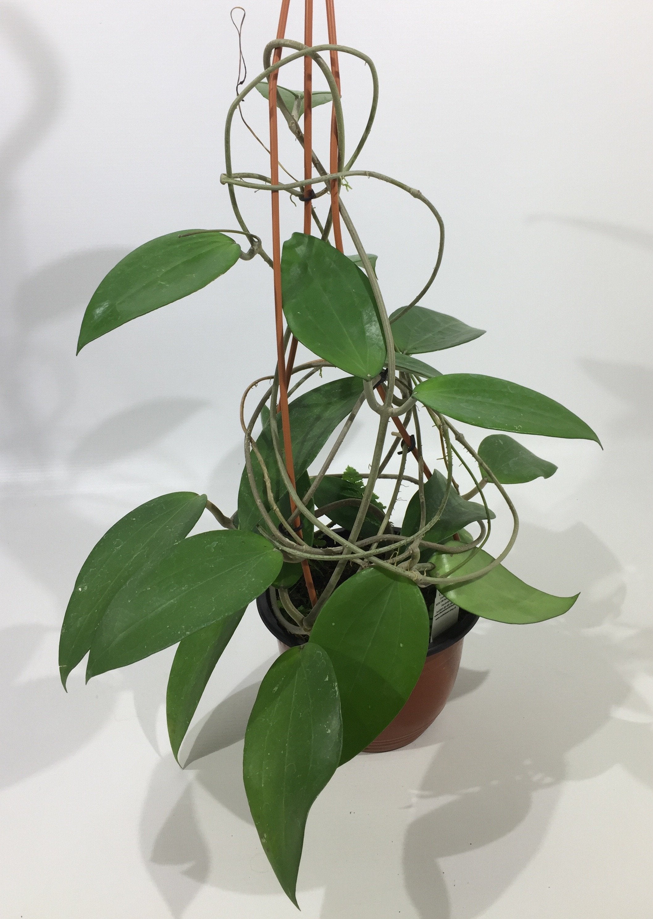 Hoya purpureo-fusca