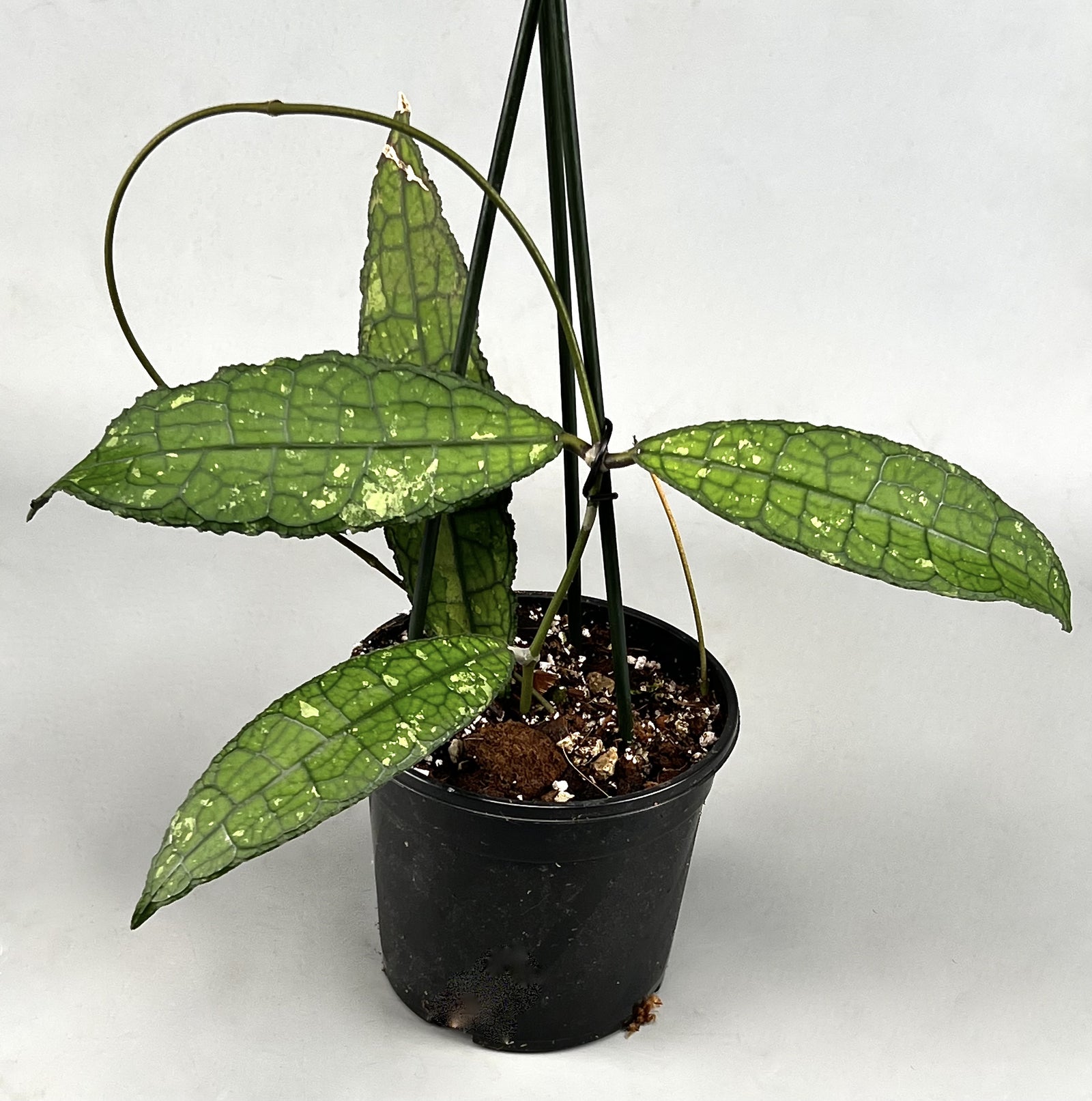 Hoya Sort Kat Kob Sjaelden Plante main image 1