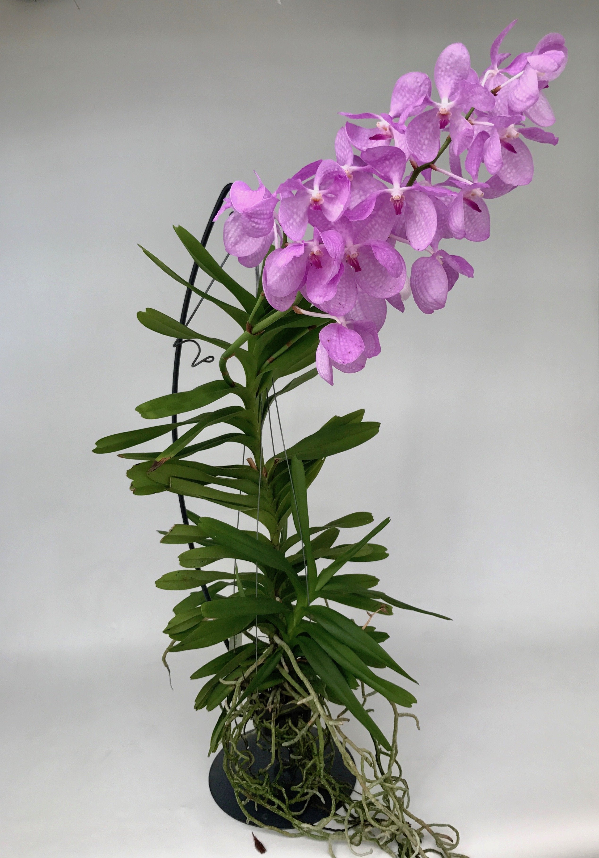 Support pour orchidées ( hauteur 67 cm )
