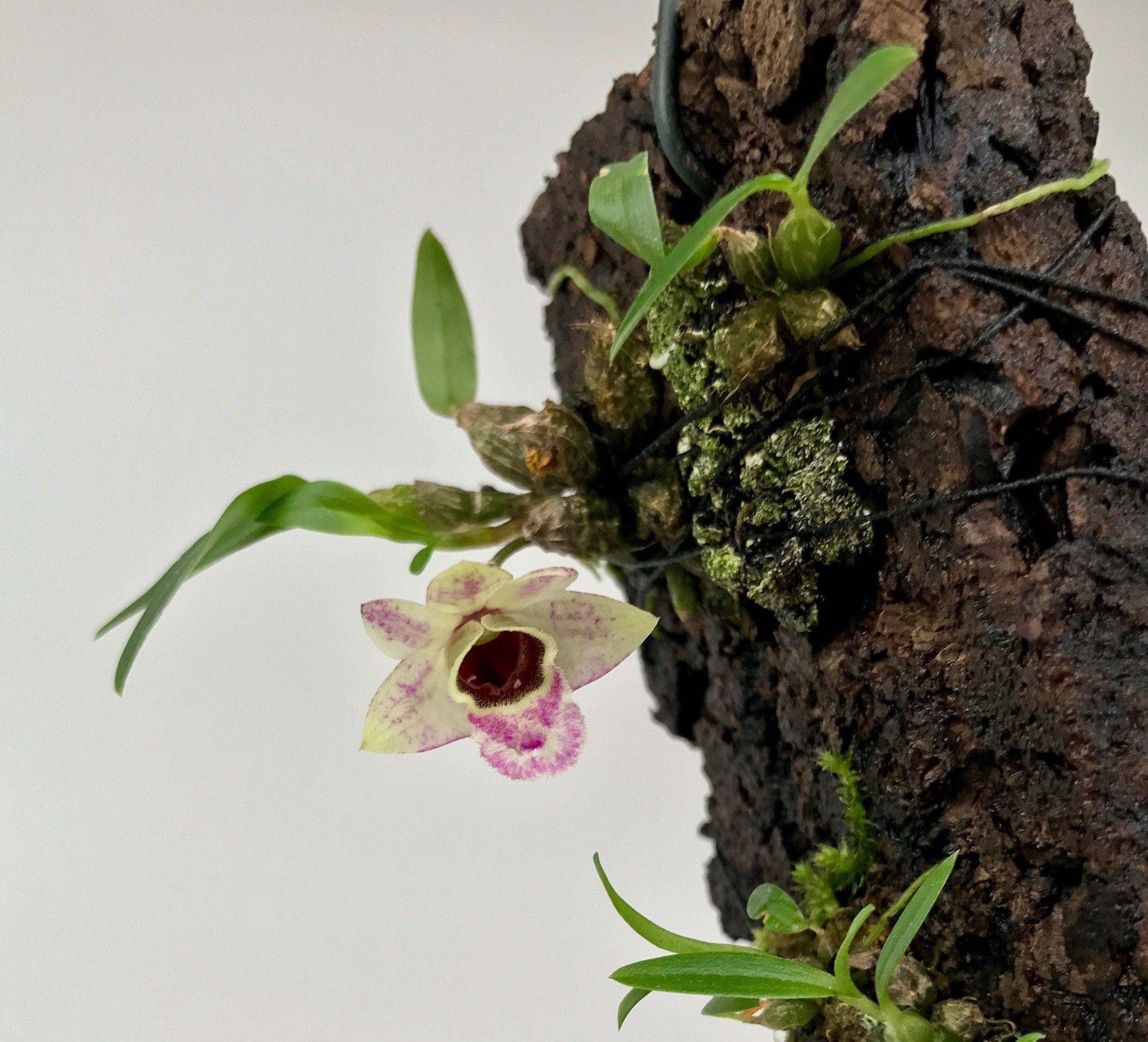 Dendrobium hekouense "Big Plant"