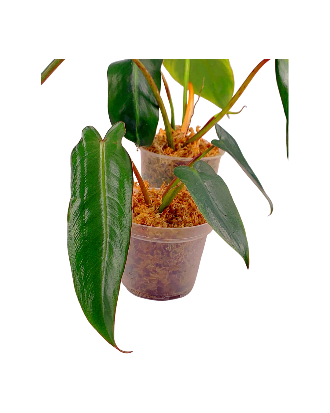 Philodendron spiritus sancti (Small Plant 3 Leaves, few roots)