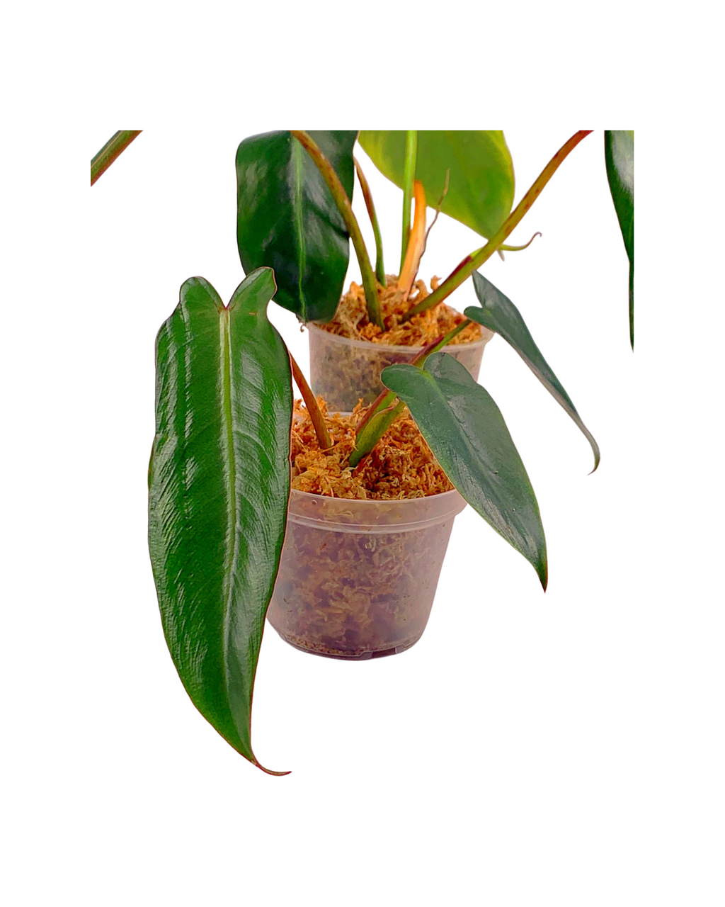 Philodendron Spiritus Sancti Small Plant 4 5 Leaves Few Roots philodendron-spiritus-sancti-small-plant-4-5-leaves-few-roots