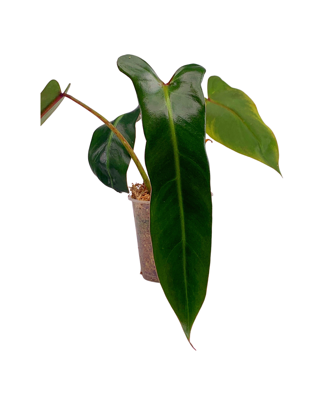 Philodendron spiritus sancti