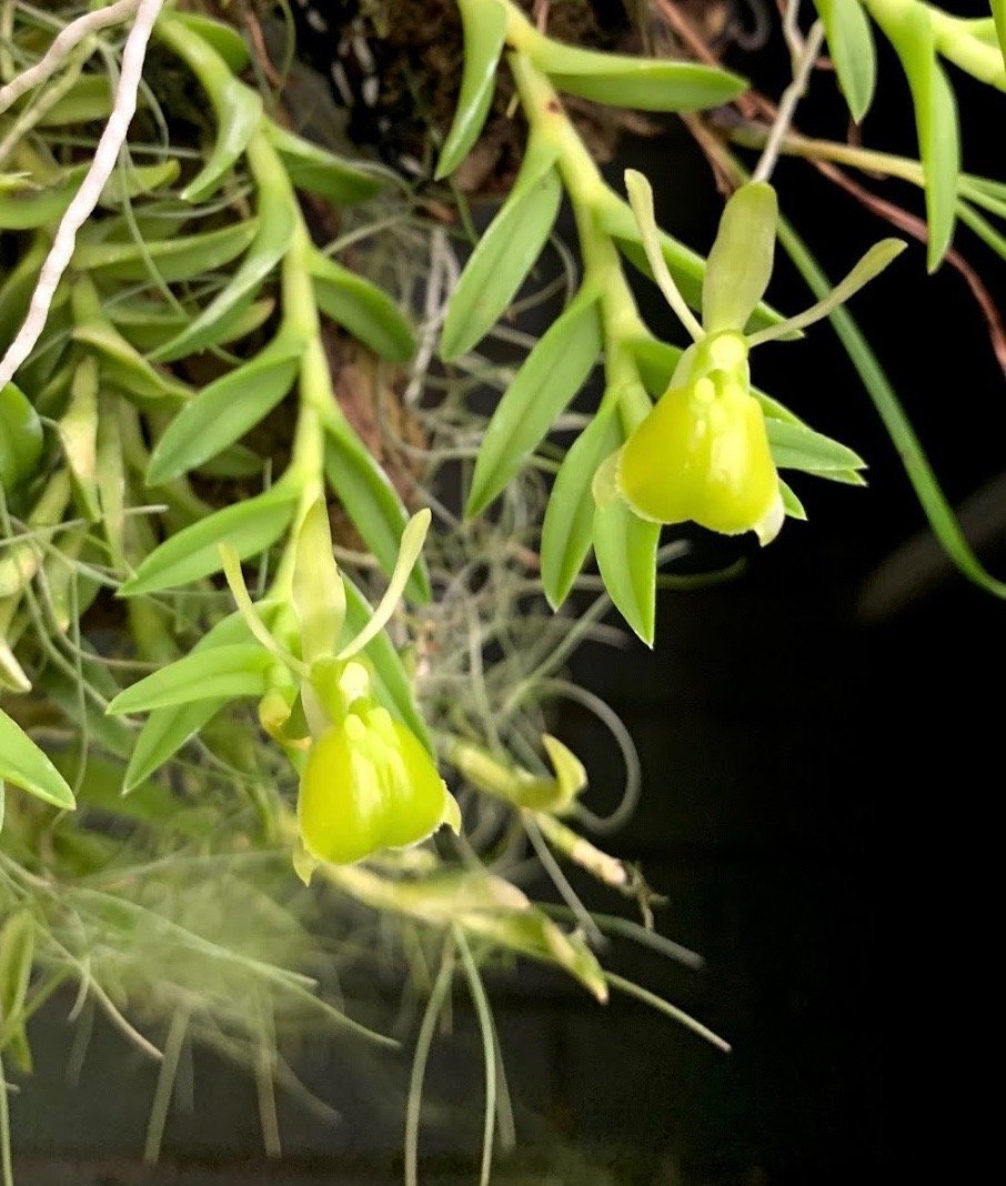 Epidendrum porpax var Alba