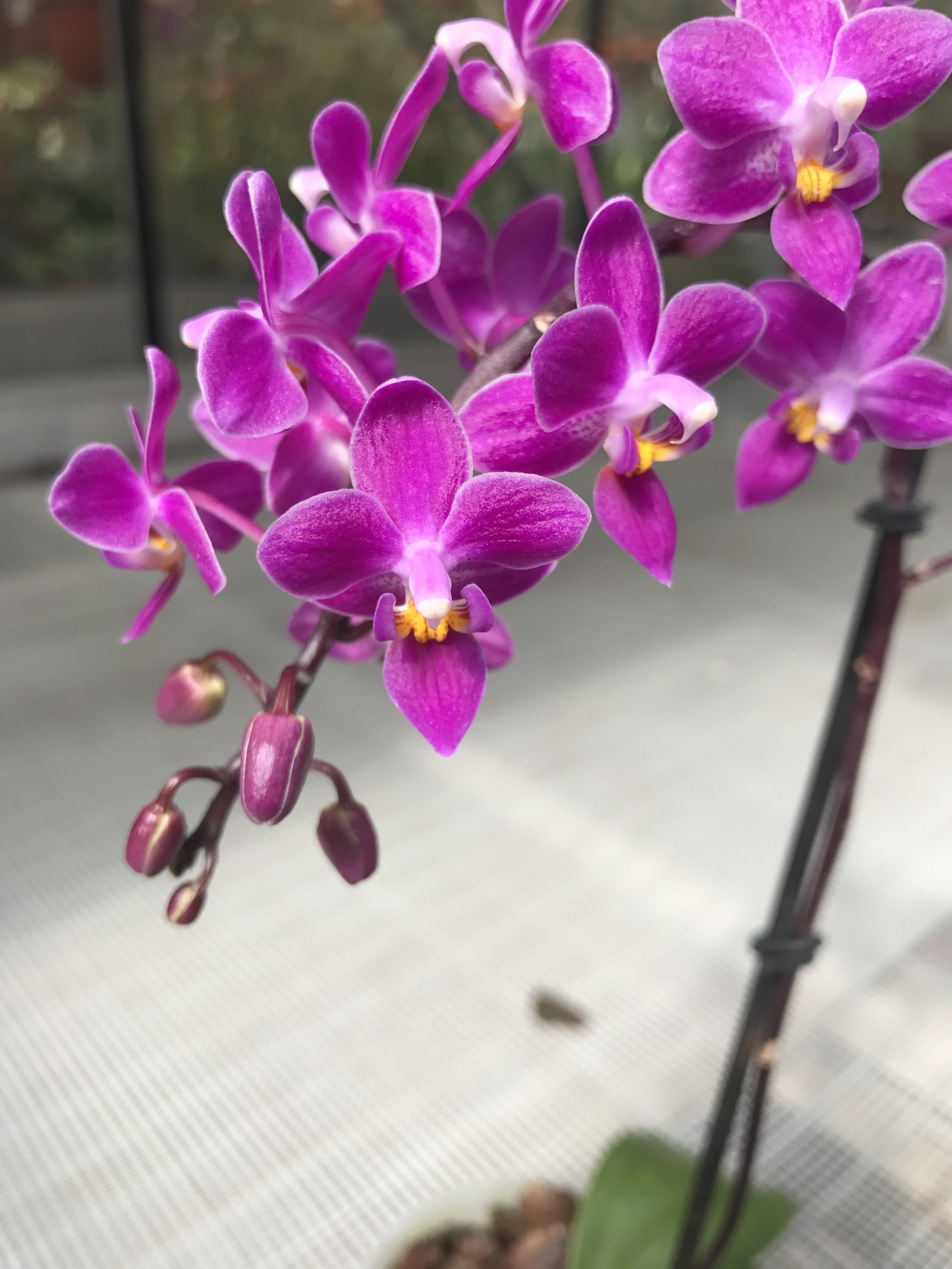 Phalaenopsis equestris "B#100" AM/AOS "Dark Purple"