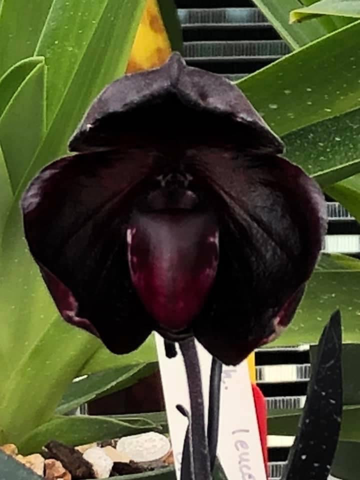 Paphiopedilum leucochilum ''Black'' ( Dark Galaxy) Big Plant