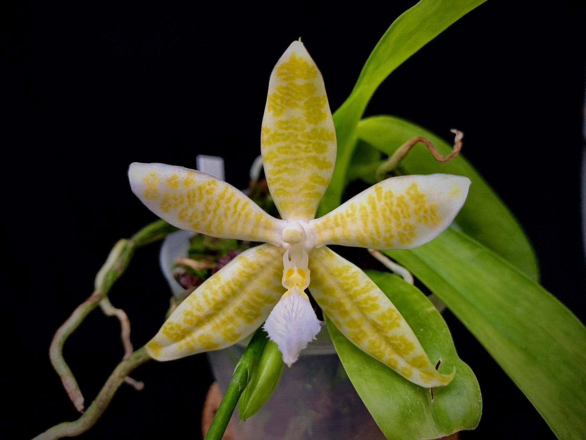 Phalaenopsis hieroglyphica alba 4N