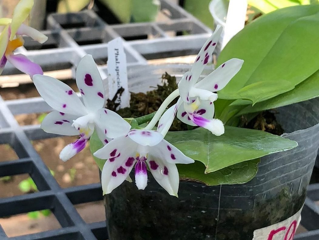 Phalaenopsis speciosa "Spot #1"