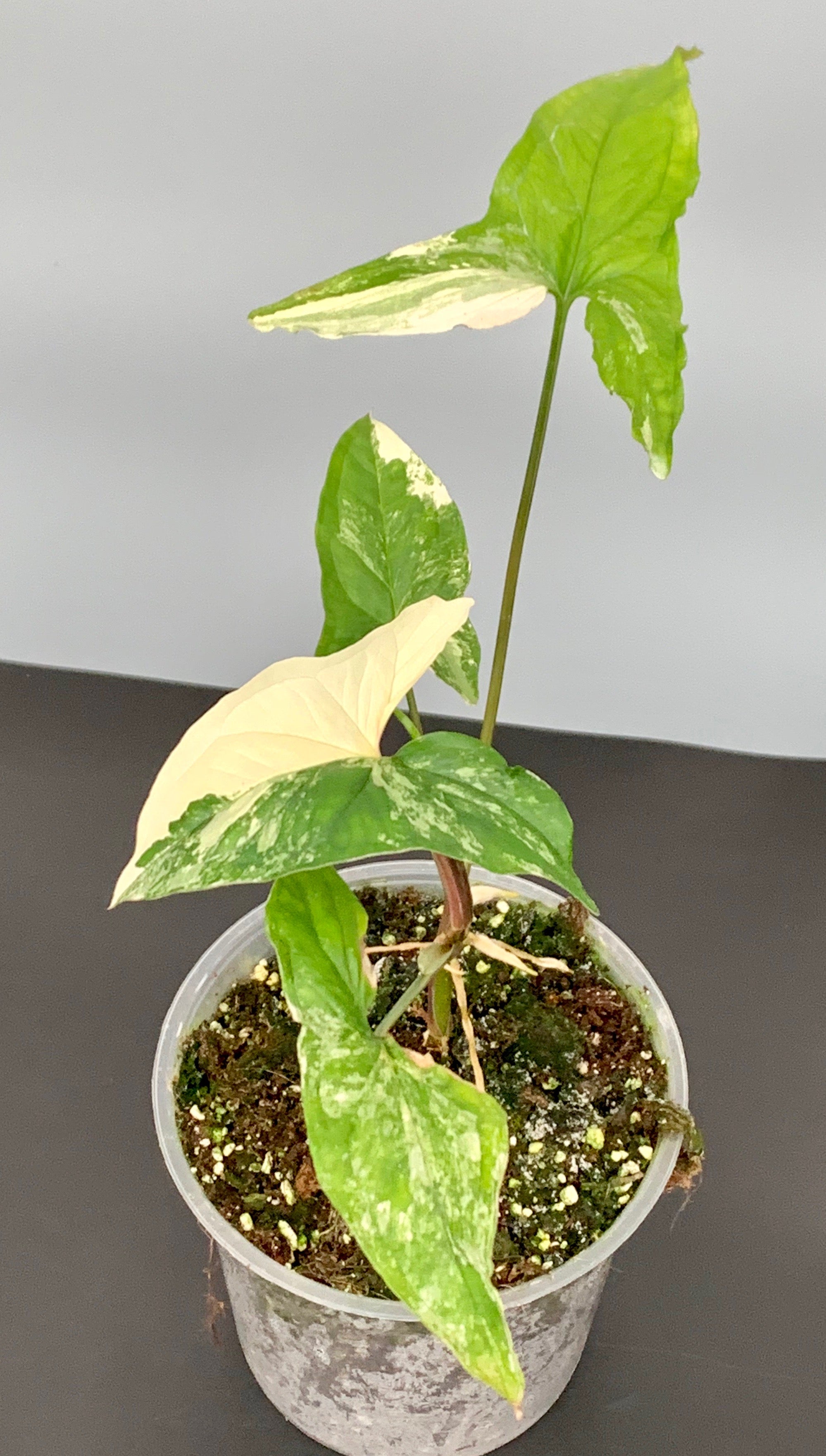 Syngonium podophyllum albo variegata (4-6 leaves)