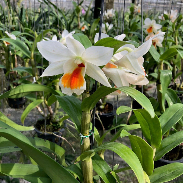 Dendrobium formosum 