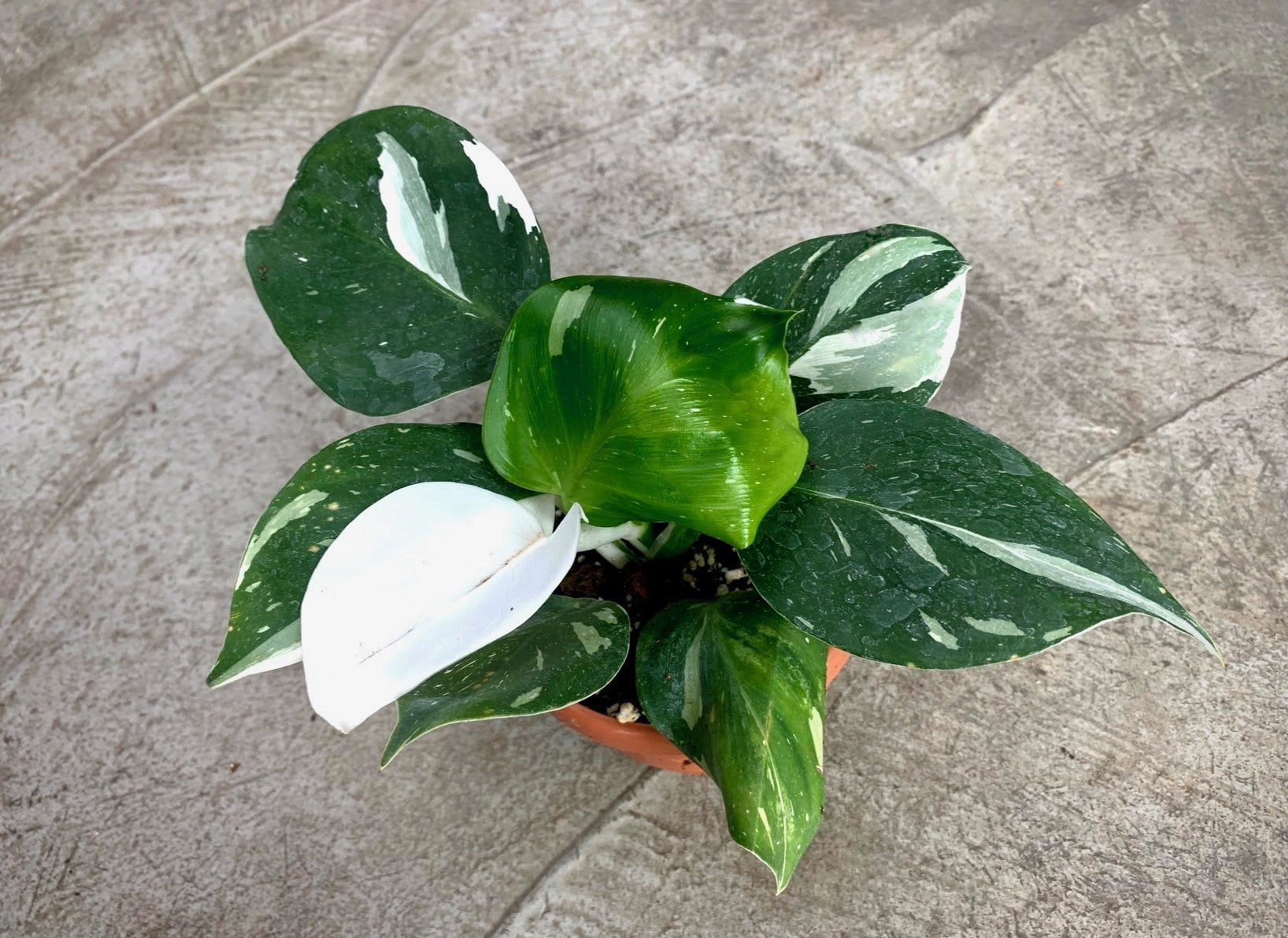 Philodendron White Wizard (Highly variegated)