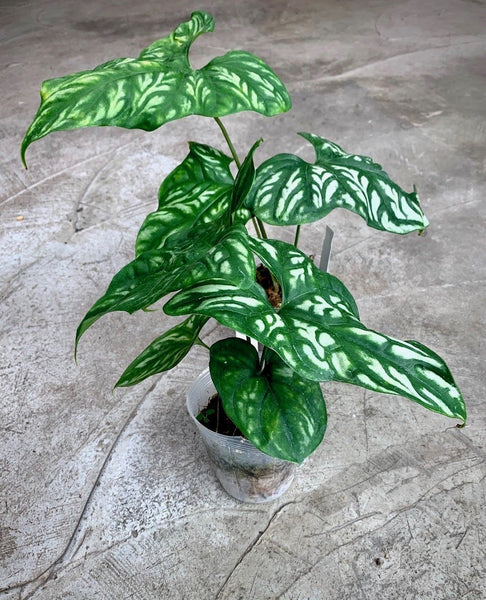 is cercestis mirabilis a philodendron Cercestis mirabilis (Medium Plant)