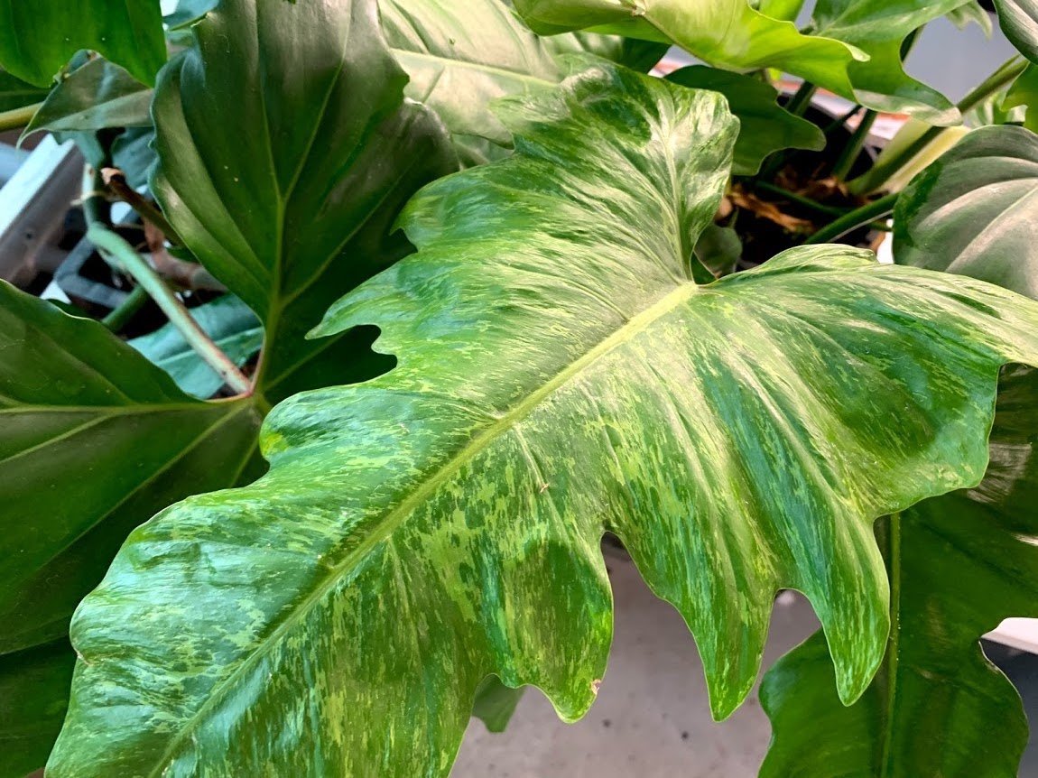 Philodendron "Golden Dragon" Big plant