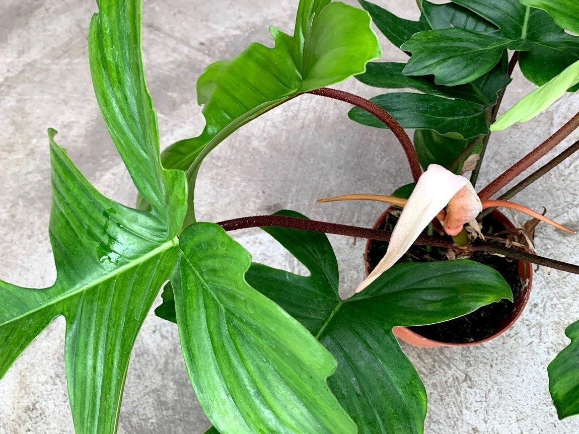 Philodendron "Florida Ghost/GREEN"