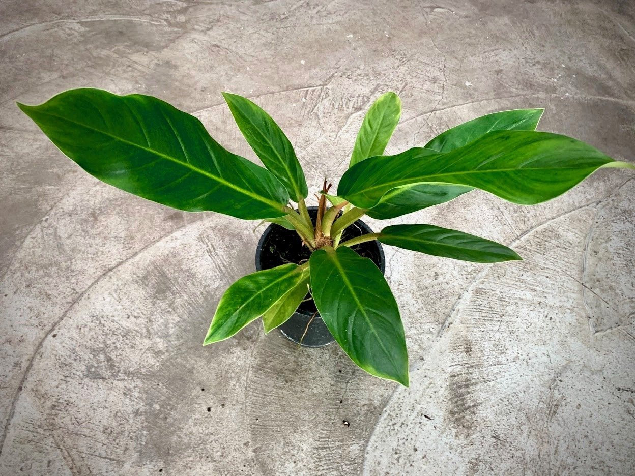 Philodendron "Yellow Fatboy"