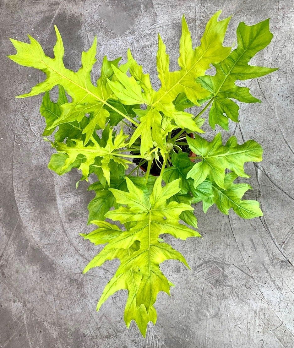 Philodendron warscewiczii Aurea Flavum