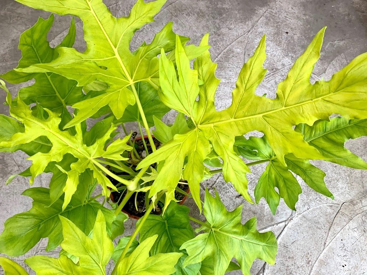 Philodendron warscewiczii Aurea Flavum