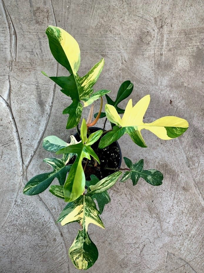 Philodendron Florida Beauty ( 2/3 leaves) Good Variegata
