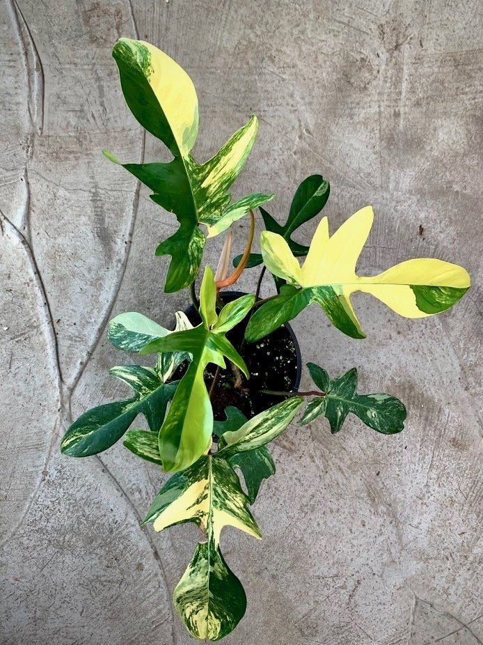 Philodendron Florida Beauty ( 3/4 leaves) Good Variegata