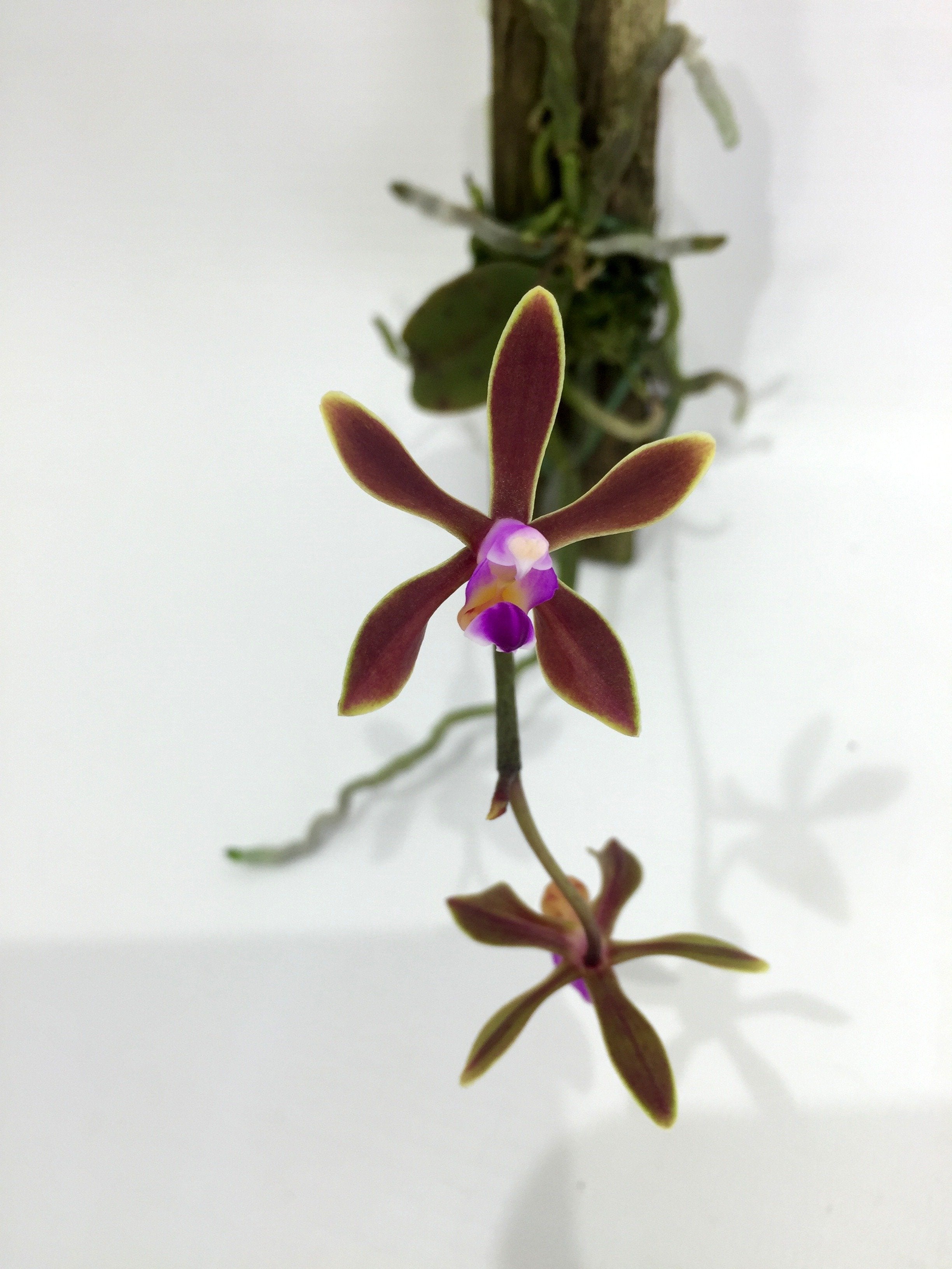 Phalaenopsis stobartiana
