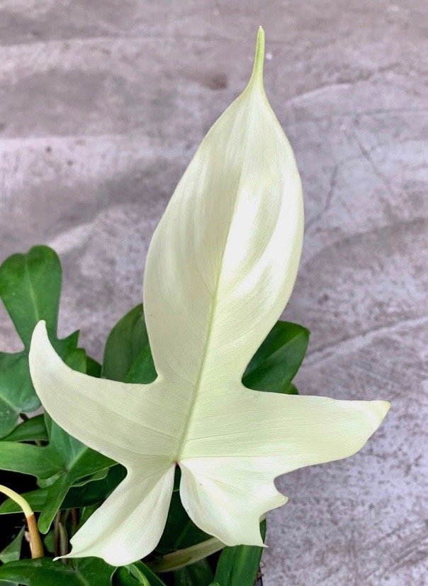 Philodendron "Florida Ghost" (Very Limited Available)
