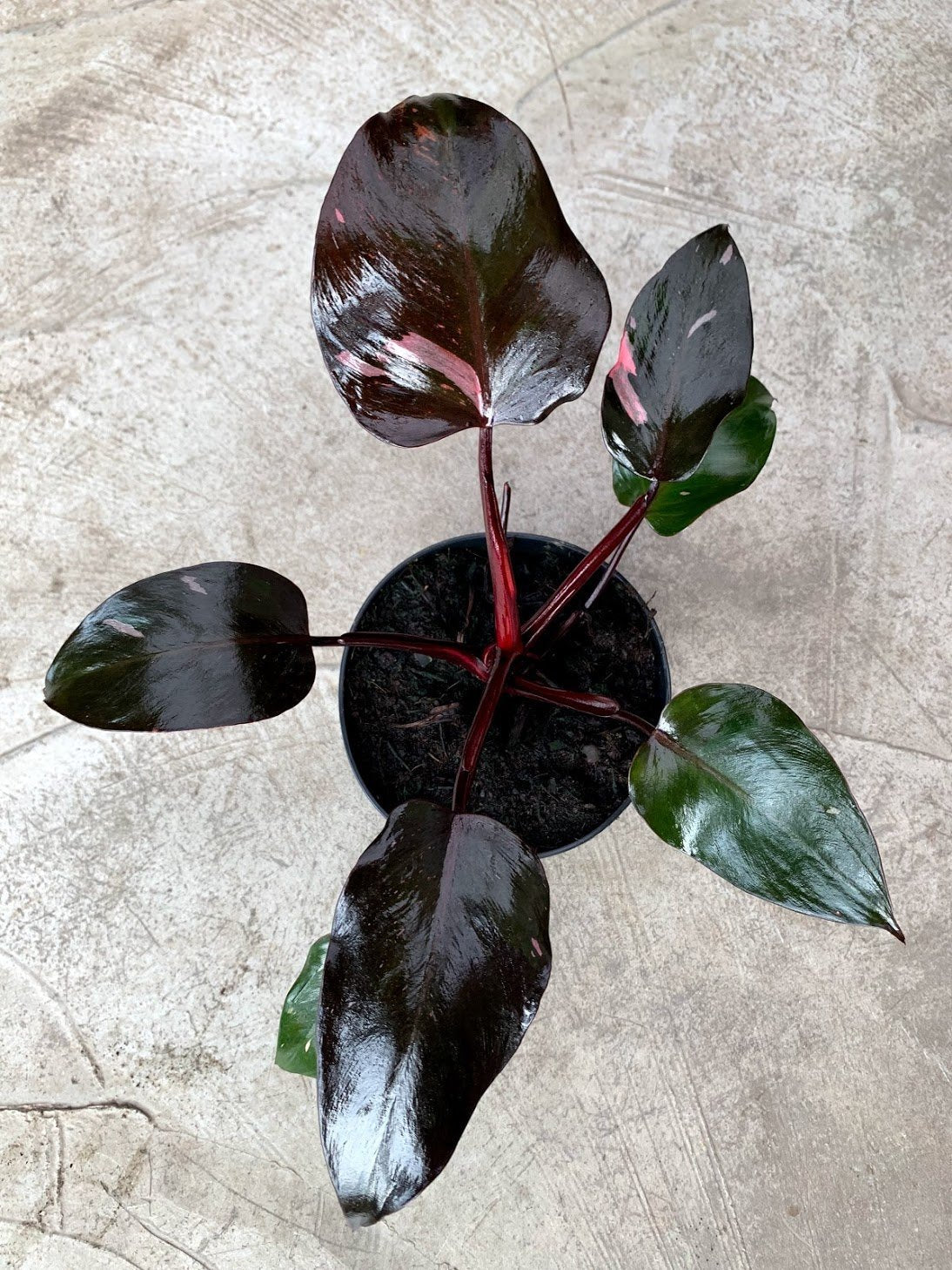 Philodendron Pink Princess (not much pink in at the moment)