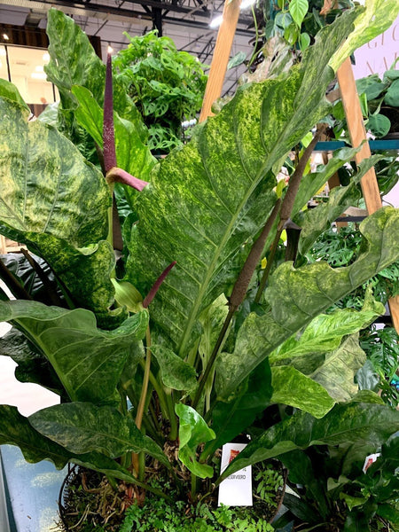 Anthurium Thai Hybrid 