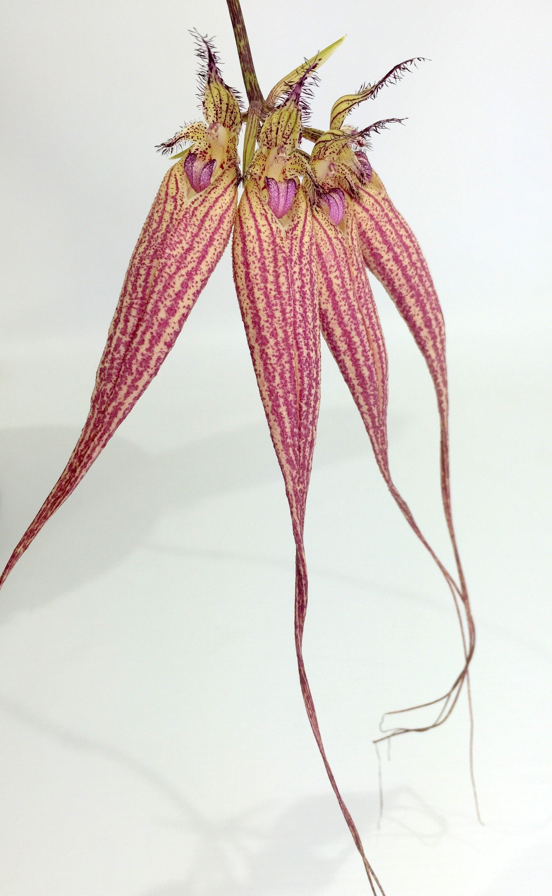 Bulbophyllum Elisabeth Ann Buckelberry