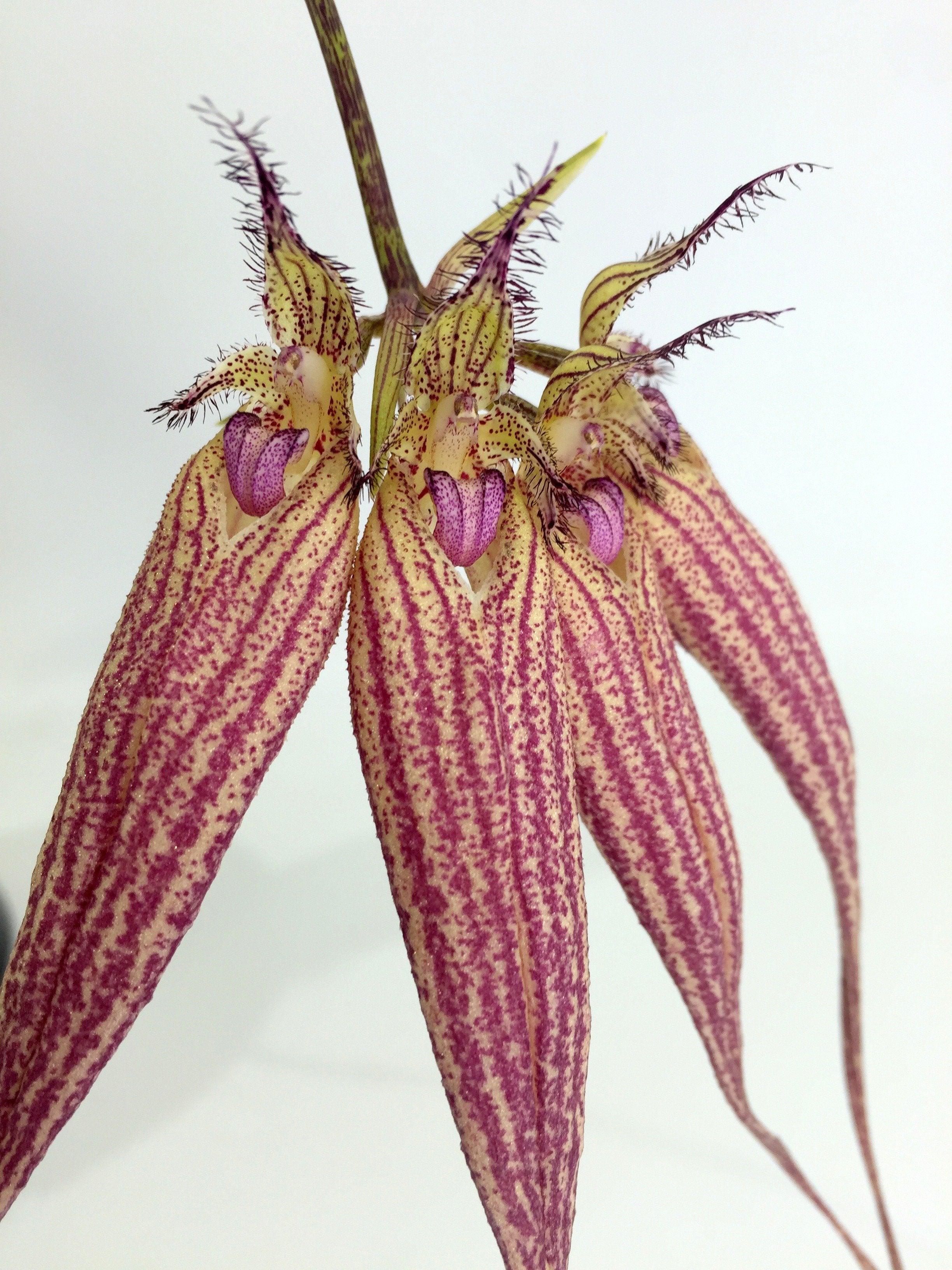 Bulbophyllum Elisabeth Ann Buckelberry