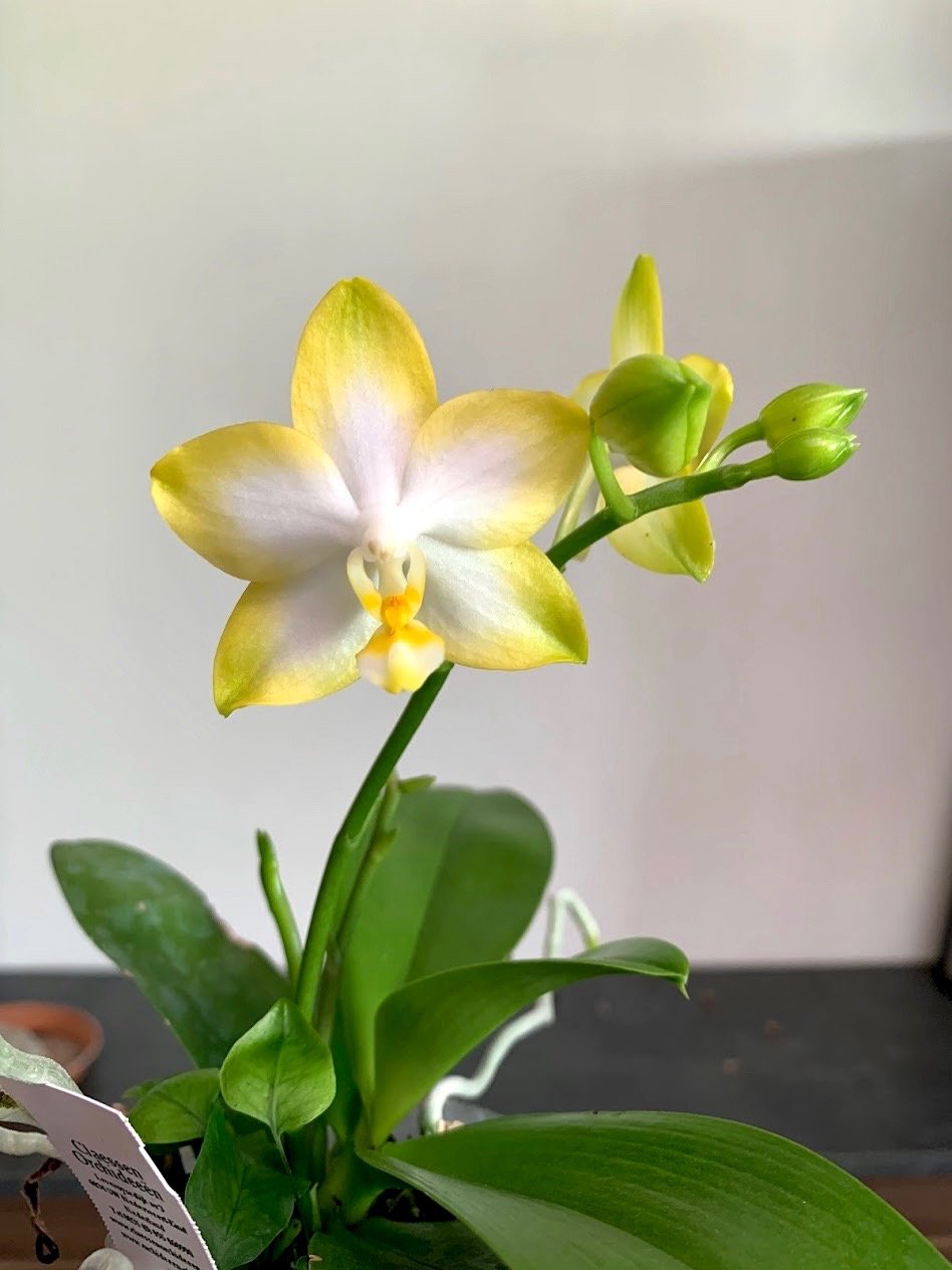 Phalaenopsis Yuan Shan Sweet Girl