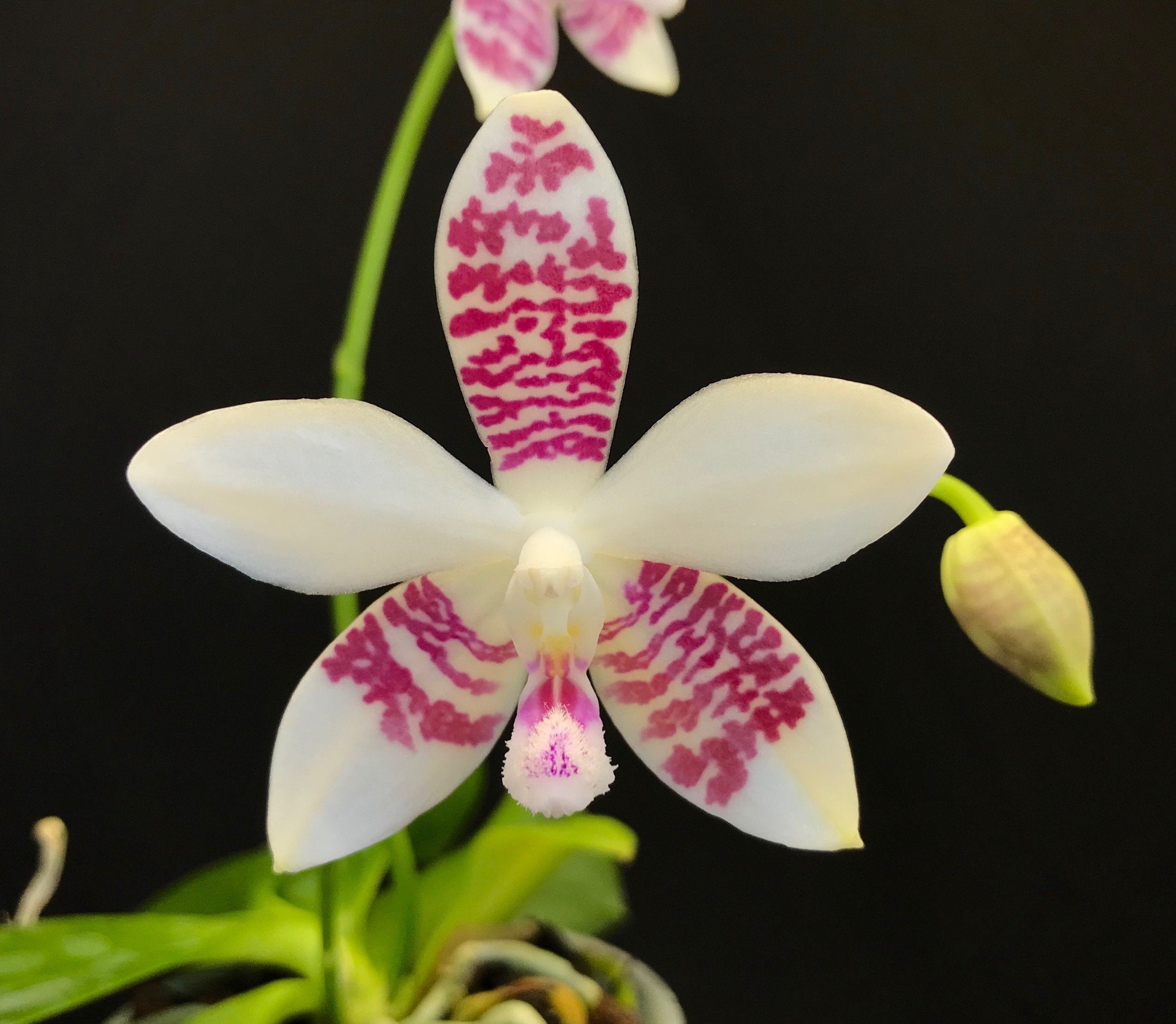 Phalaenopsis (amabilis x tetraspis C1) x tetraspis C1