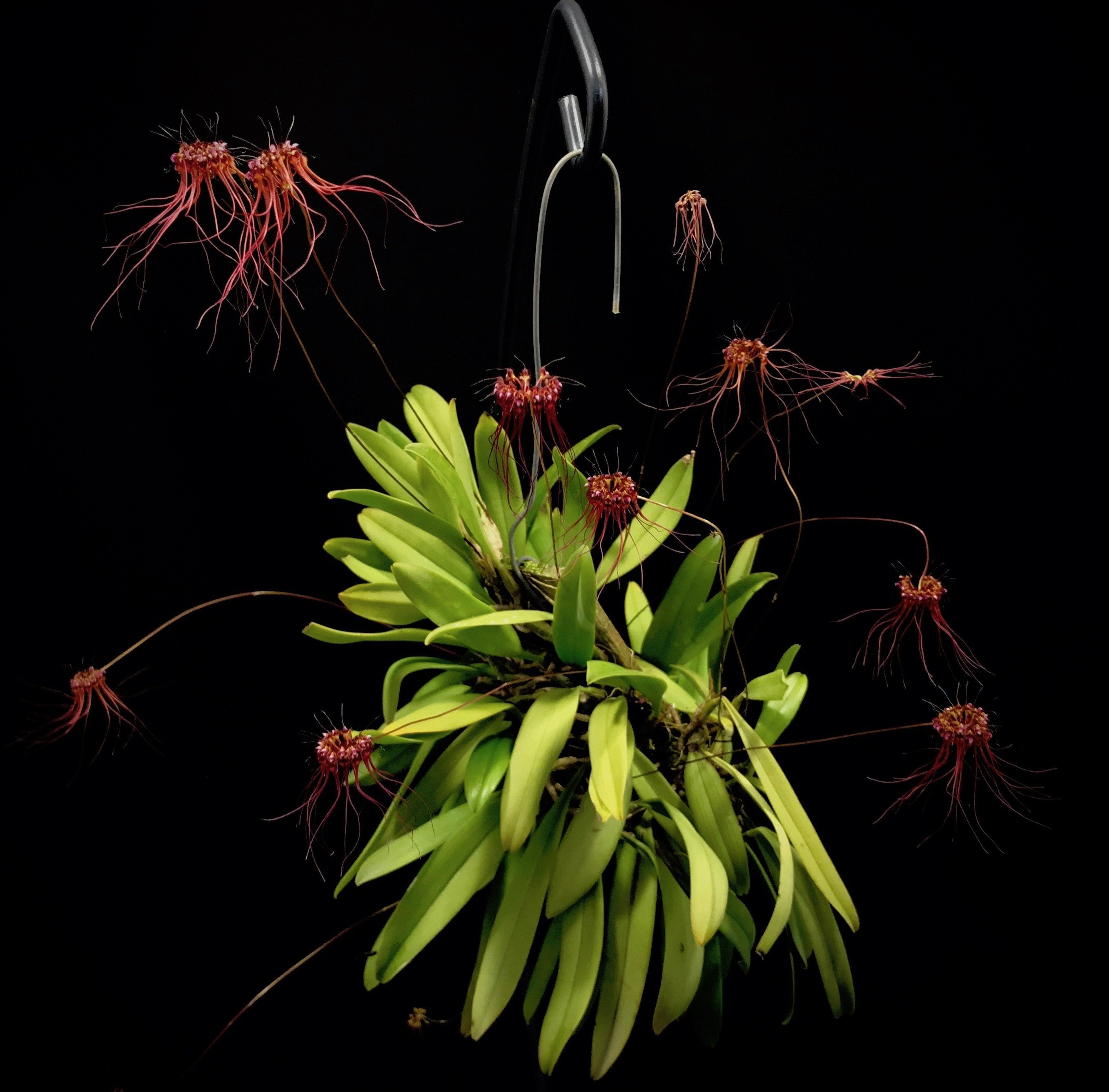 Bulbophyllum gracillimum "Big"