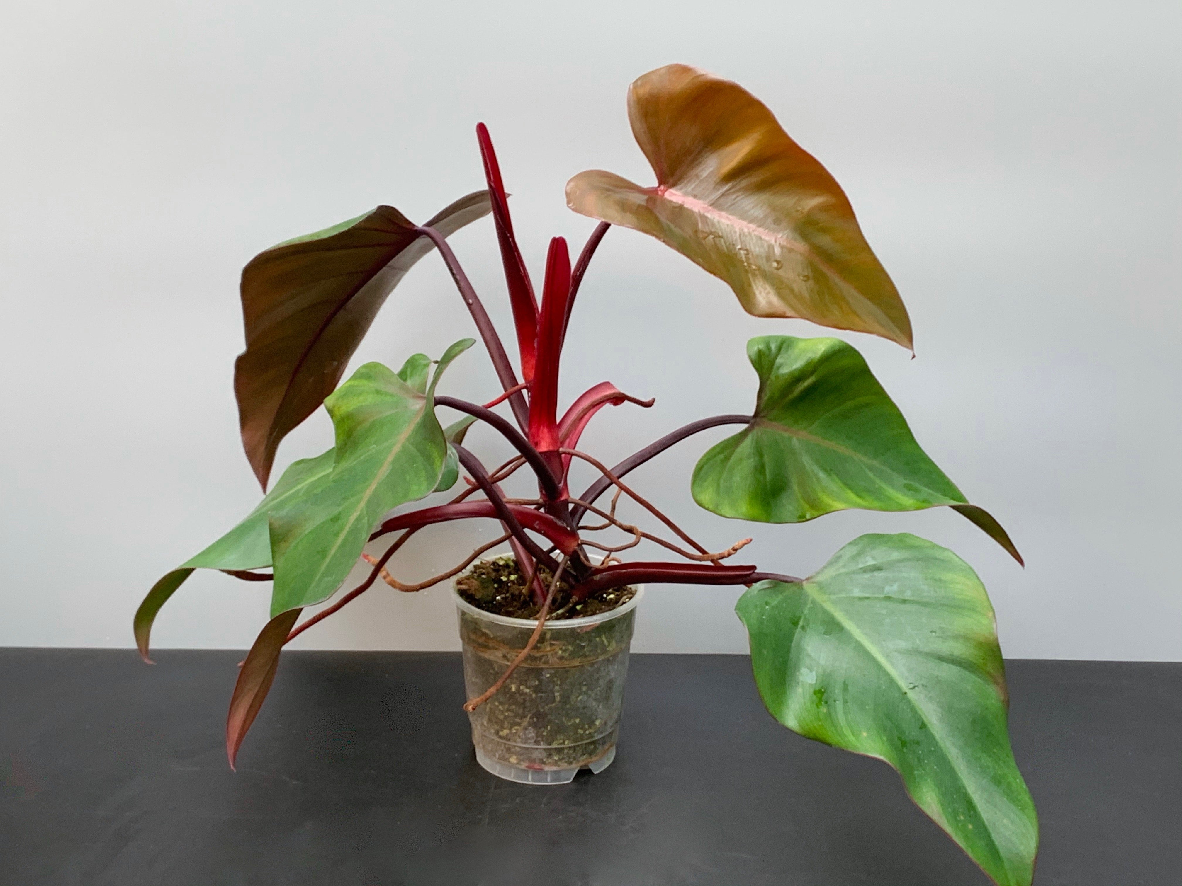 Philodendron Strawberry Shake GREEN (Cutting)