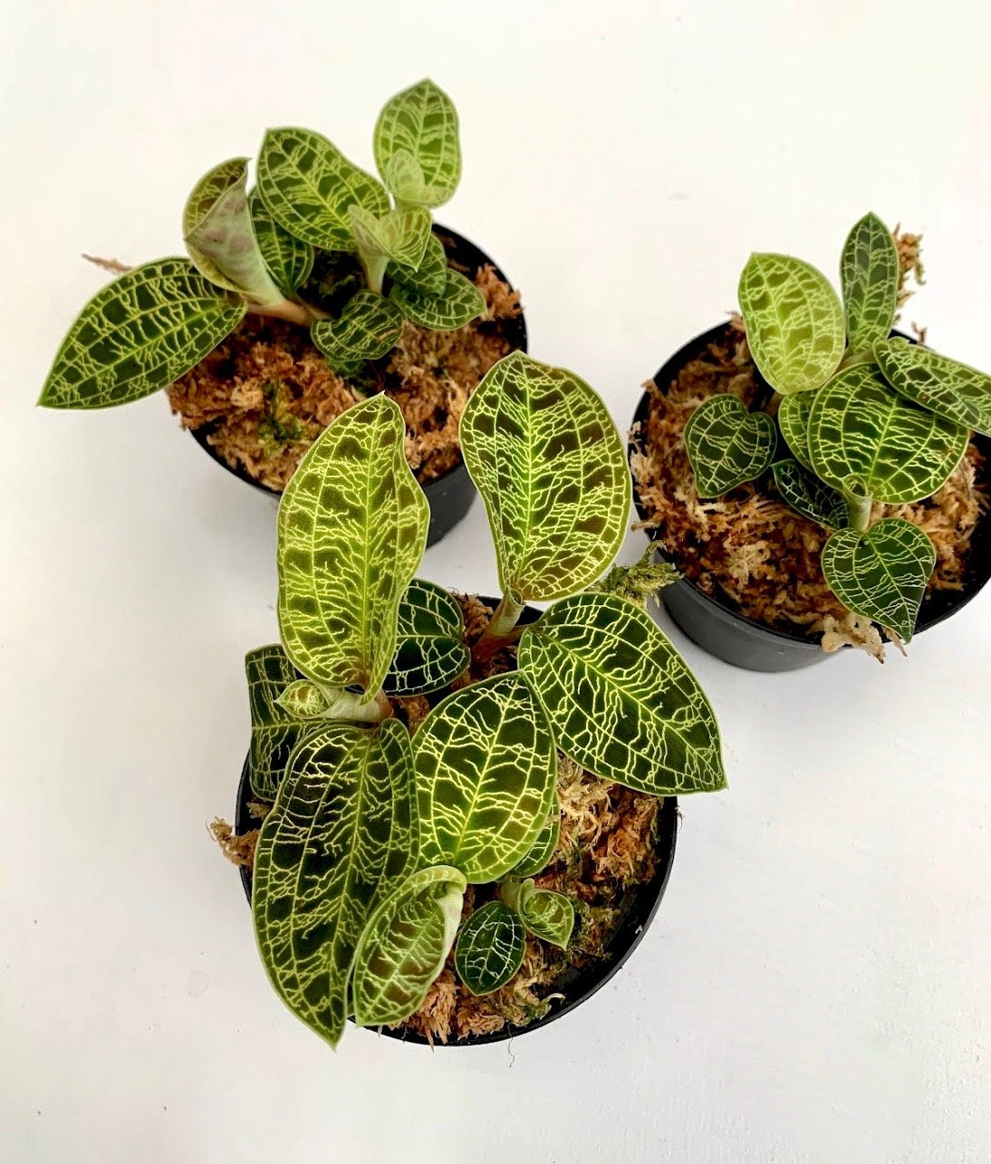 Macodes petola (1 plant per pot)