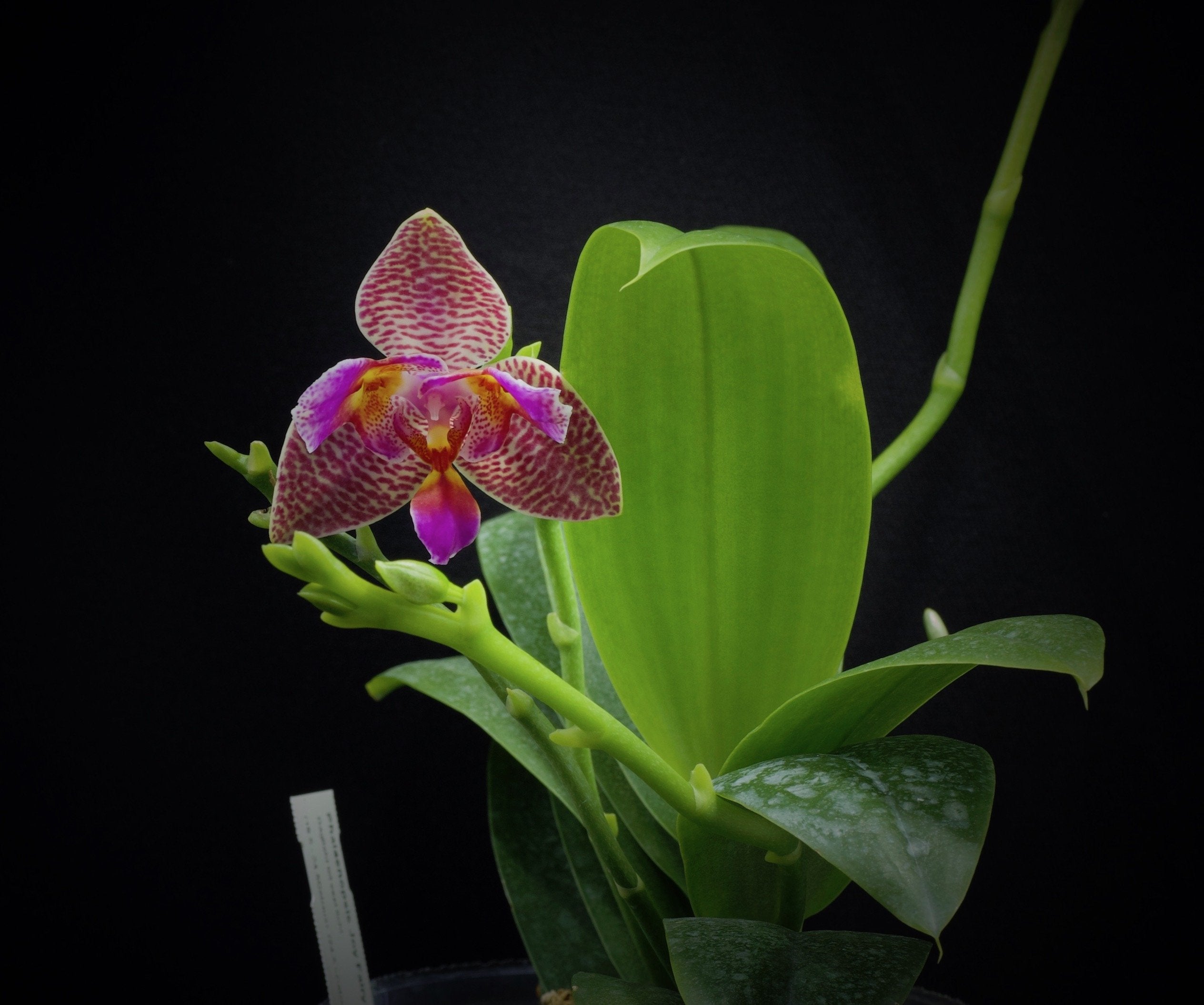Phalaenopsis Joy Fairy Tale "Joy"