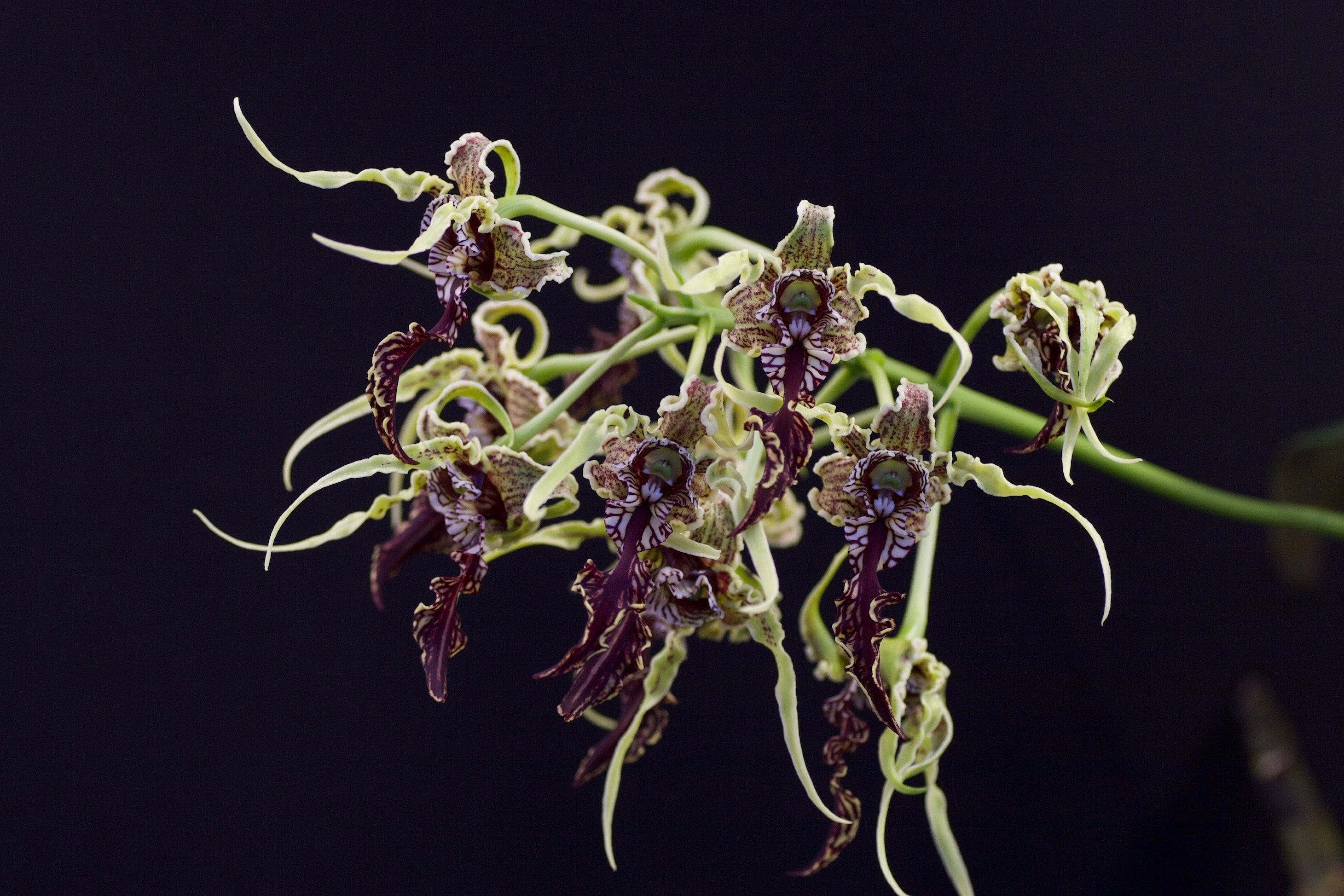 Dendrobium spectabile "Big Plant"
